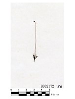 藏品(疣齒絲瓜苔)的圖片